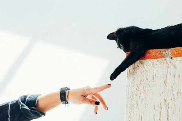Tenencia Responsable de Mascotas
