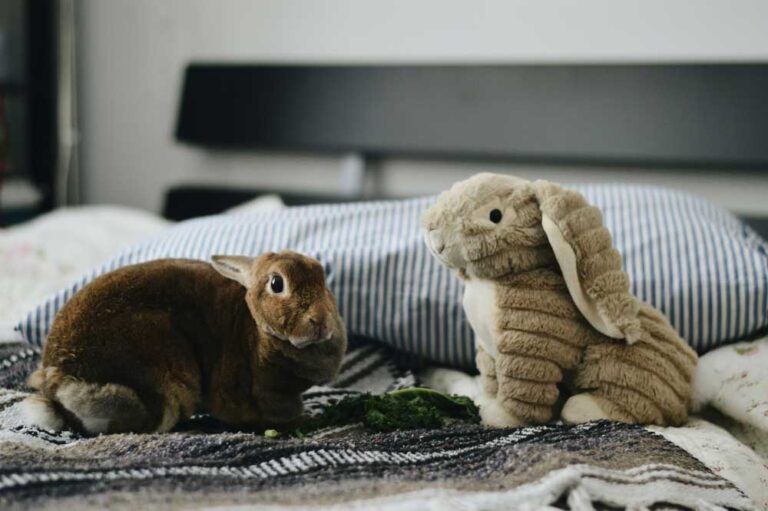 Mascota como apoyo emocional